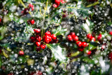 red berries on a bush