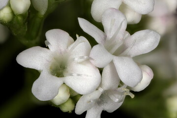 Common Valerian (Valeriana officinalis). Flowers Closeup