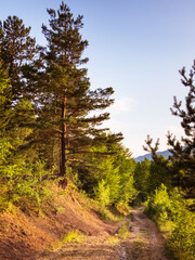 Fototapeta premium Pathway through the forest