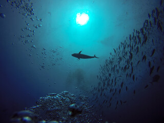 Giant Trevally fish above scuba divers in Raja Ampat, Indonesia