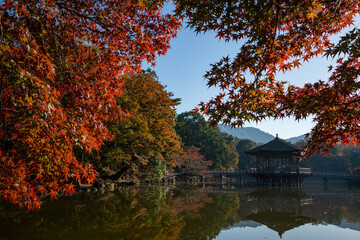Fototapeta na wymiar 奈良県奈良市・浮見堂と鷺池の紅葉