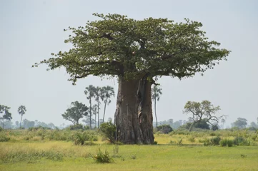 Foto auf Acrylglas African Baobab trees by in the Okavango Delta in Botswana © ChrisOvergaard