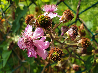 A branch of blackberries with pink flowers and green unripe berries growing in the park.