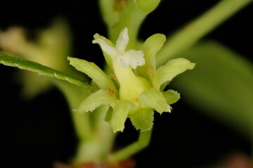 Staff Vine (Celastrus orbiculatus). Sevel-Petalled Flower Closeup