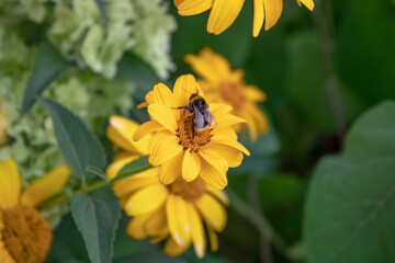 A bee collecting healing nectar from medicinal, anti-viral calendula.