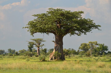 African Baobab trees by in the Okavango Delta in Botswana