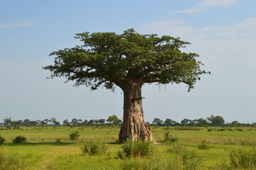 African Baobab trees by in the Okavango Delta in Botswana