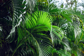 Fototapeta na wymiar Tropical palm plant background