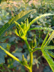 Ladies fingers forming from flower.