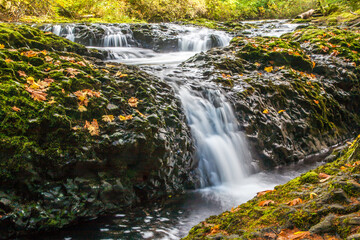 A small waterfall over a rocky ledge in Silver Creek, Silver Falls State Park near Silverton, Oregon.  Vine Maple leaves scattered on the rocks.