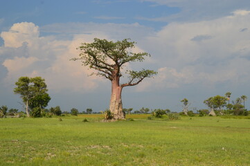 African Baobab trees by in the Okavango Delta in Botswana