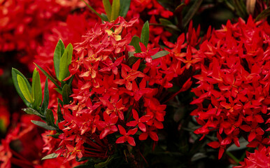 Red ixoria