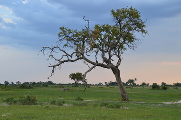 African Baobab trees by in the Okavango Delta in Botswana