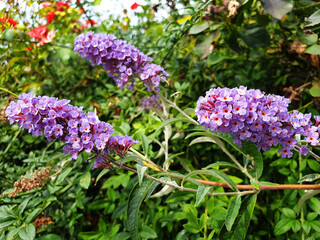 A bush of violet flowers Buddleja davidii or Buddleja.