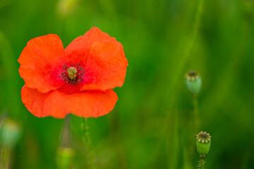Fototapeta premium red poppy flower