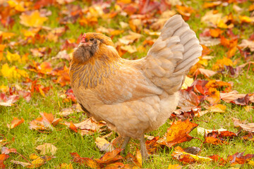 An Americana chicken looking for food around the autumn colored leaves in a garden in Salem, Oregon.