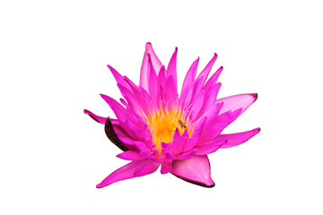 Purple lotus flower isolated on a white background