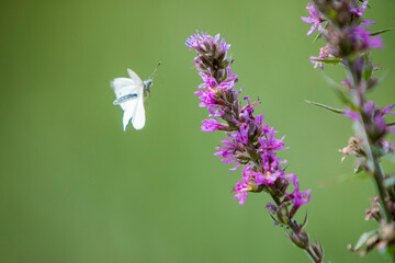 Pieris brassicae