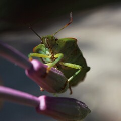 Palomena prasina on the bud of a purple flower