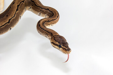 Python regius -A young ball python hanging from the corner of the image and sticking out it's tongue, with which the beautiful reptile smells its environment.A close up on white background with shadow