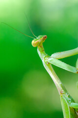 Close-up shot of green praying mantis with an expression of sophistication and attention on it's face.  Macro photography