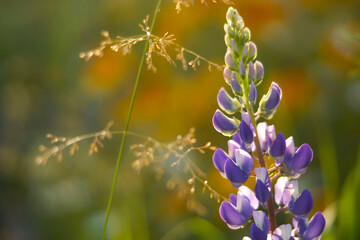 blue flowers in the grass