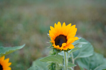 Adorable dwarf sunflower blooming in a field. 