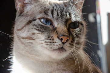 close up grey cat tabby face with blue eyes 