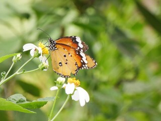 Butterflies and flowers