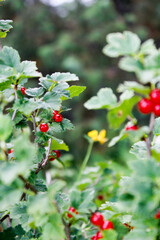 red berries on a bush