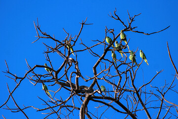 Indian Parrot with blue sky background, India.