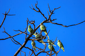 Indian Parrot with blue sky background, India.