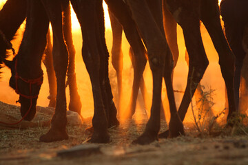 Camels at sunset at Pushkar Camel Fair