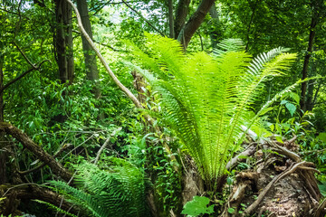 fern in the forest