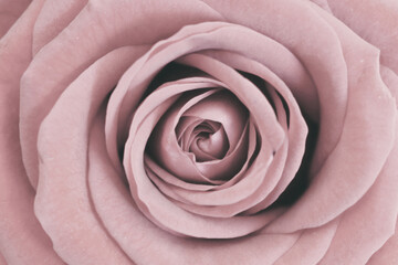 Fototapeta premium Rose with a soft pink trendy color, fits very nicely on a wall with the color of 2020 tranquil dawn. I took the photo at home, the rose was in a bouquet of flowers I had received.
