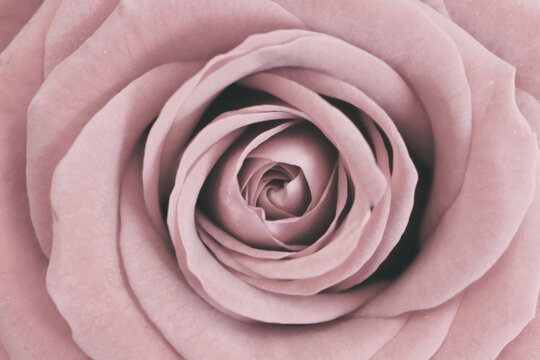 Rose with a soft pink trendy color, fits very nicely on a wall with the color of 2020 tranquil dawn. I took the photo at home, the rose was in a bouquet of flowers I had received.