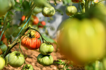 Closeup on tomatoes in a greenhouse