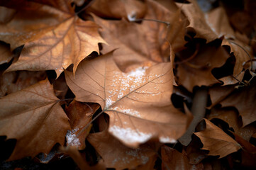 Snow falls on fallen leaves.
