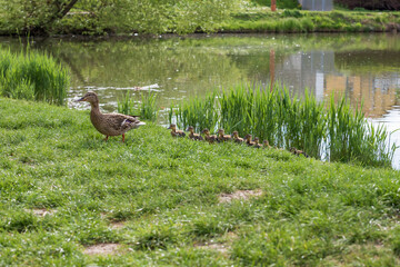 An adult female duck carries her young across the path. Little ducks go to their mom.
