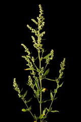 Common Orache (Atriplex patula). Inflorescence Closeup