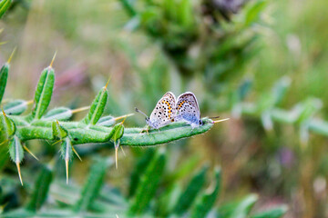 butterfly on green leaf