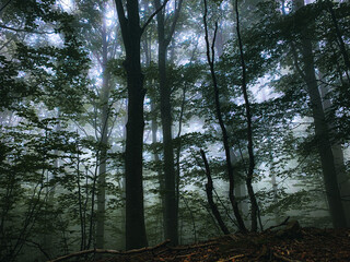 Mysterious trees in the forest