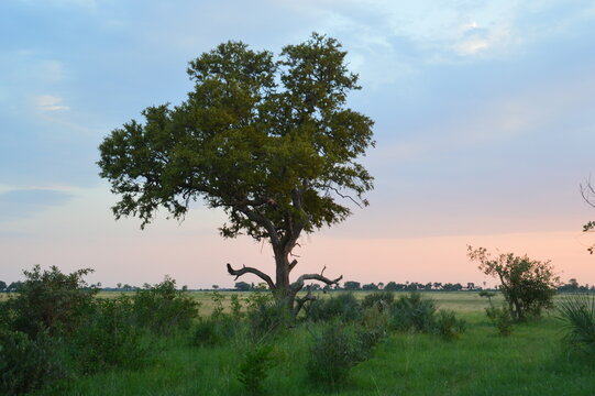 African sunset over the Okavango Delta in Botswana