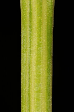 Common Orache (Atriplex patula). Stem Closeup