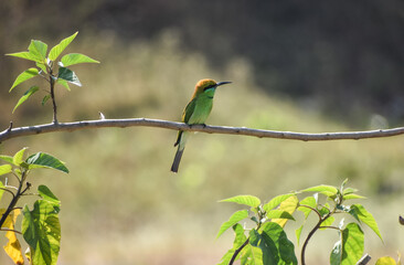 green bee-eater on a branch