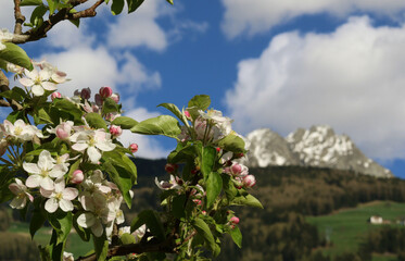 Riffian, Südtirol, Apfelblüte, Blüte, Alto Adige, Ifinger, Italien, Obstblüte, Passeiertal