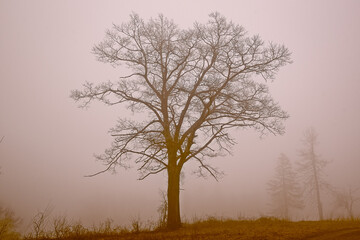 Tree in the Fog