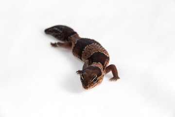 Hemitheconyx caudicinctus - a juvenile African fat-tailed gecko walking around. The colorful animal is isolated on a white background. The stiped, young, friendly looking reptile seems to be smiling.