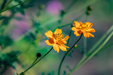  flower in the garden