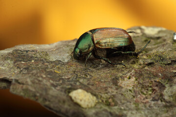 horticulture plant on bark